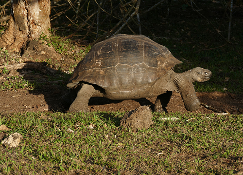 100-year-old Tortoise
