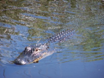 This 8-footer could be the next movie star from the Florida Everglades.