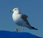 Gull on an umbrella top