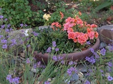 Succulent pot in bloom 